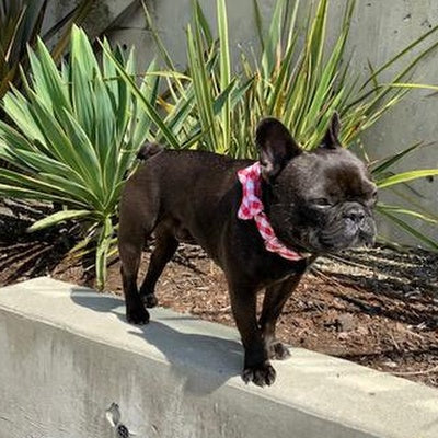 Bow tie outlet collars