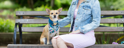 Tropical Paradise Dog Bandana